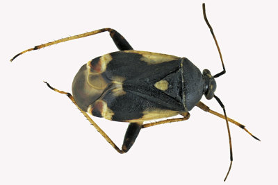Plant bug - Lygus lineolaris sp4 m18