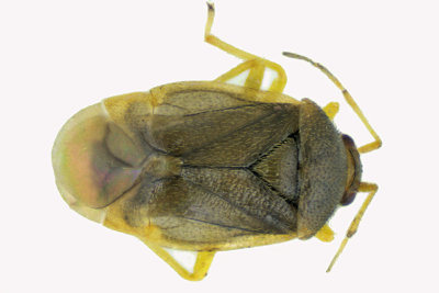 Plant Bug - Monalocoris americanus m18