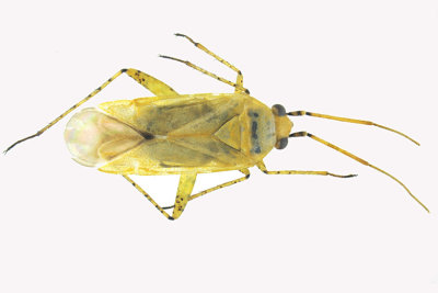 Plant bug - Parapsallus vitellinus m18