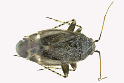 Plant bug - Plagiognathus fuscosus m18