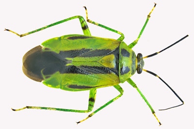 Plant bug - Poecilocapsus lineatus - Four-lined Plant Bug m18
