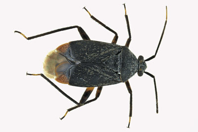 Plant Bug - Polymerus venaticus m18