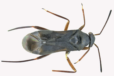 Plant bug - Pilophorus sp1 m18