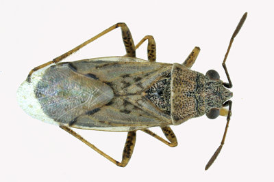 Seed bug - Seed bug - Subfamily Orsillinae, Nysius sp m18