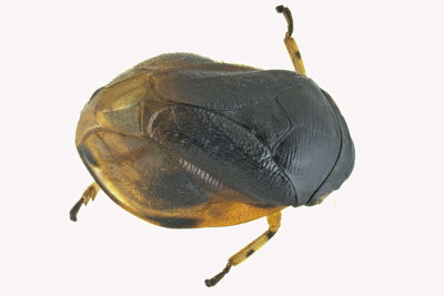 Spittlebug - Clastoptera saintcyri - Heath Spittlebug m18