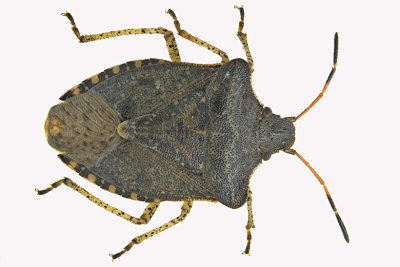 Stink Bug - Euschistus tristigmus m18