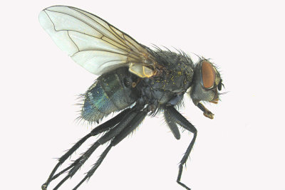 Blow Fly - Calliphorinae 1 m18