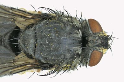 Blow Fly - Calliphorinae 2 m18