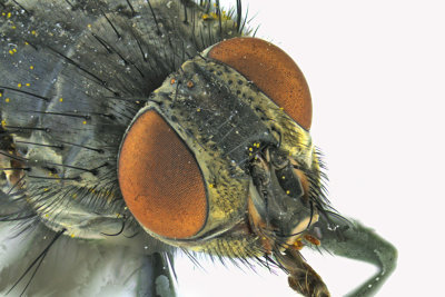 Blow Fly - Calliphorinae 3 m18