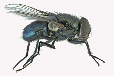Blow Fly - Chrysomyinae Phormia regina 1 m18