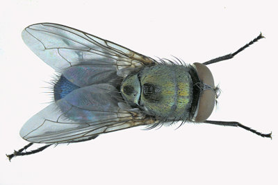 Blow Fly - Chrysomyinae Phormia regina 2 m18
