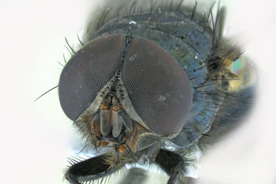 Blow Fly - Chrysomyinae Phormia regina 3 m18