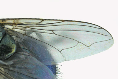 Blow Fly - Chrysomyinae Phormia regina 4 m18