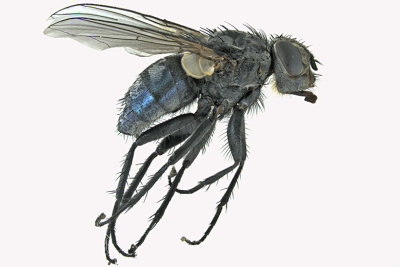 Blow Fly sp2 - 1 m18