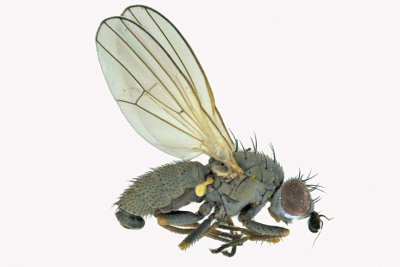 Chamaemyiidae - Chamaemyia sp2 1 m18