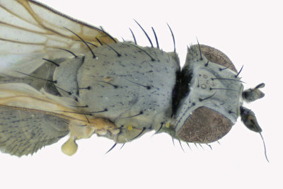 Chamaemyiidae - Chamaemyia sp2 2 m18