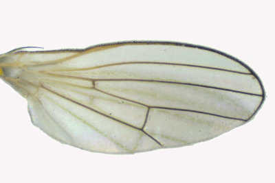 Chamaemyiidae - Chamaemyia sp2 3 m18