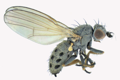 Chamaemyiidae - Chamaemyia sp3 m18