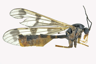 Phantom crane fly - Ptychoptera quadrifasciata 1 m18