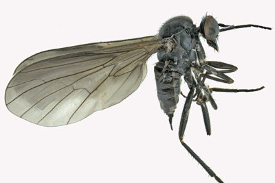 Dance fly - Empidinae sp 1 m18