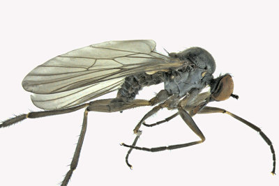 Dance Fly - Rhamphomyia sp4 1 m18