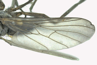 Dance Fly - Rhamphomyia sp4 3 m18