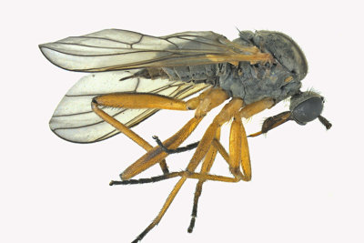 Dance Fly - Rhamphomyia sp5 1 m18