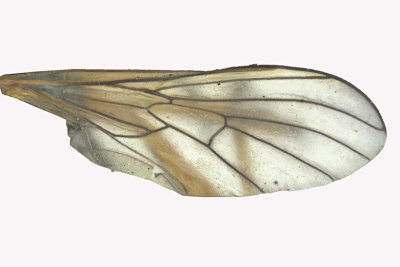 Dance Fly - Rhamphomyia sp5 2 m18