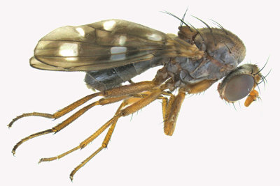 Diastatidae sp1 1 m18