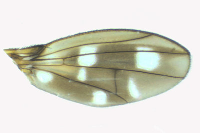 Diastatidae sp1 2 m18