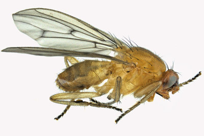 Dryomyzidae Flies