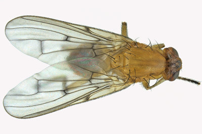 Dryomyzidae - Dryomyza anilis 2 m18