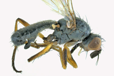 Dung Fly - Scathophaginae sp 2 m18