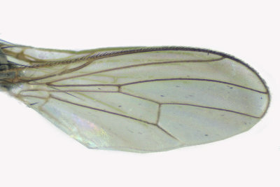 Dung Fly - Scathophaginae sp 3 m18