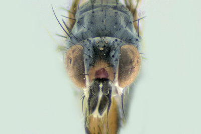 Dung Fly - Scathophaginae sp 4 m18
