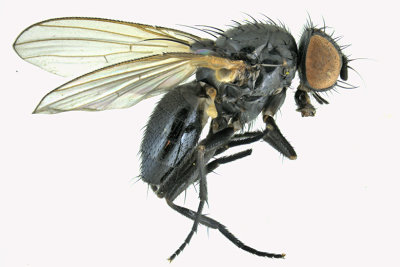 Fanniidae sp1 1 m18