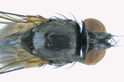 Fanniidae sp1 2 m18