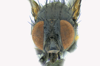 Fanniidae sp1 3 m18