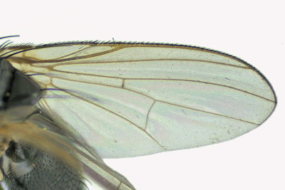 Fanniidae sp1 4 m18