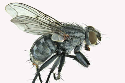 Flesh Fly - Sarcophaga sp4 1 m18