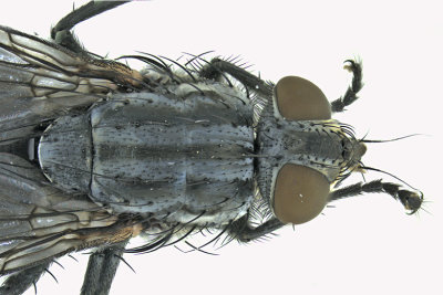 Flesh Fly - Sarcophaga sp4 2 m18
