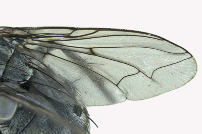 Flesh Fly - Sarcophaga sp4 3 m18