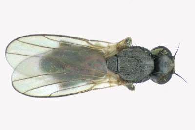 Frit Fly - Eribolus sp2 2 m18