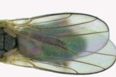 Frit Fly - Eribolus sp2 3 m18