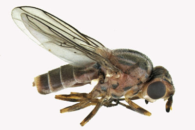 Frit fly - Parectecephala sanguinolenta 1 m18