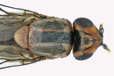 Frit fly - Parectecephala sanguinolenta  2 m18