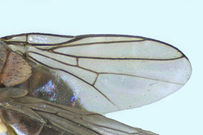 Frit fly - Parectecephala sanguinolenta  3 m18