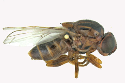 Frit Fly - Parectecephala sp2 1 m18