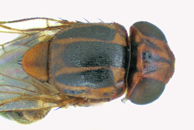 Frit Fly - Parectecephala sp2 2 m18