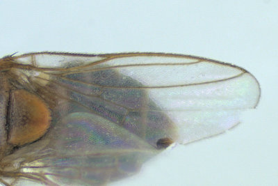 Frit Fly - Parectecephala sp2 3 m18